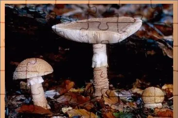 Amanita Rubencens jigsaw puzzle