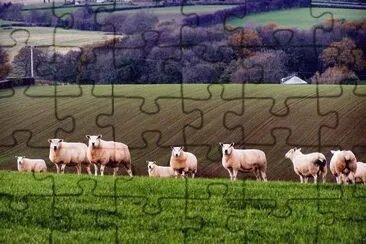 sheep shropshire