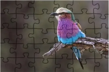 פאזל של .