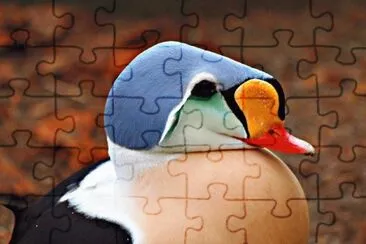 פאזל של .