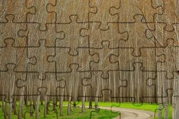 פאזל של hybrid poplars