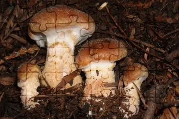 Armillaria Sinapina jigsaw puzzle