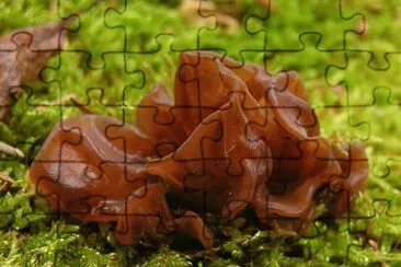 Auricularia Auricula-judae jigsaw puzzle