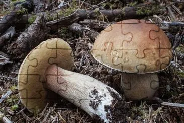 Boletus Edulis var. Grandedulis