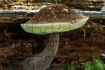 Boletus Mirabilis
