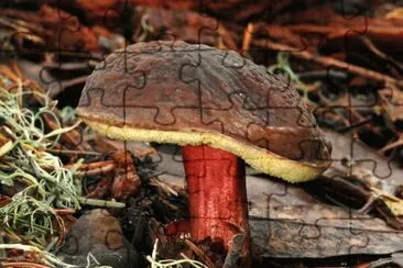 Boletus Zelleri