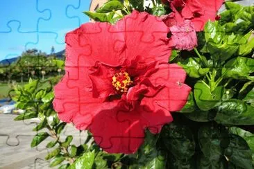 flores