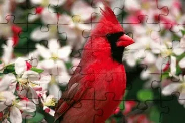 Cardenal Escarlata