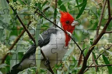 Cardenal Rojo