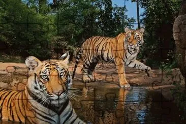 tigers at water
