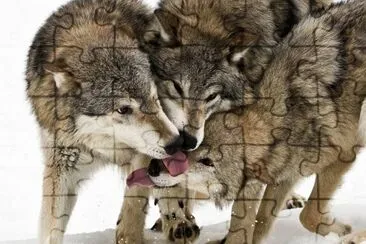 timber wolves