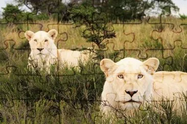 white lions