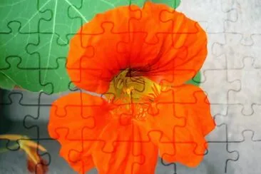 Caputxina jigsaw puzzle