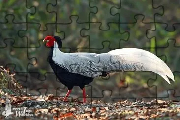 פאזל של .