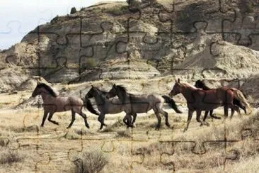 wild horses North Dakota