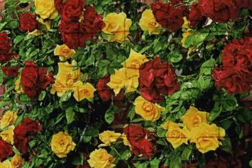 Rosers jigsaw puzzle