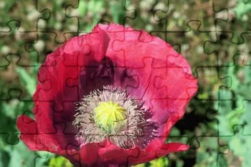 Poppy jigsaw puzzle
