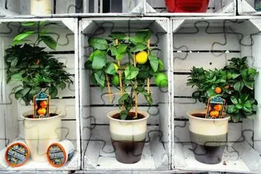 Fruit trees in boxes