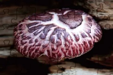 Gymnopilus Purpuratus