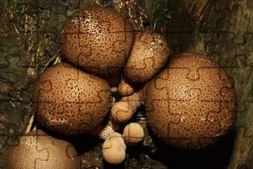 Lycoperdon Pyriforme