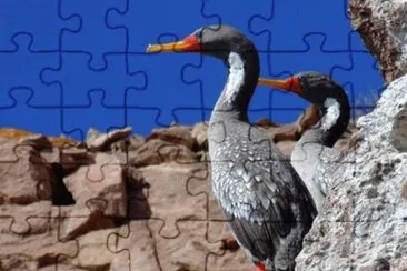 פאזל של CormorÃ¡n Gris