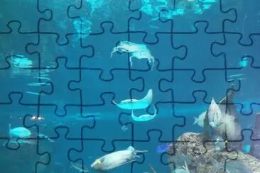 ACUARIO C. ISLAND N.Y.