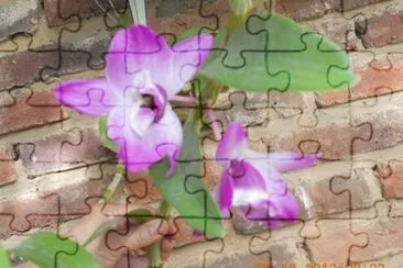 פאזל של Orquideas