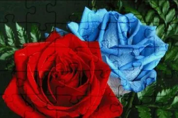 rosas
