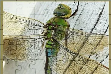 Anax Imperator jigsaw puzzle