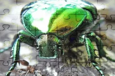 Protaetia Aeruginosa jigsaw puzzle
