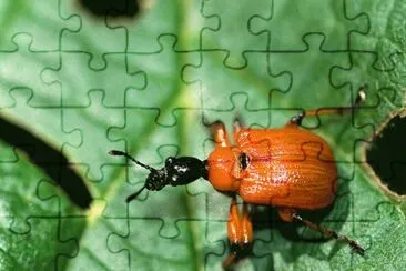 Gorgojo del Avellano jigsaw puzzle