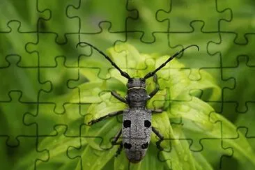 The Longhorn Beetle (Rosalia alpina) jigsaw puzzle