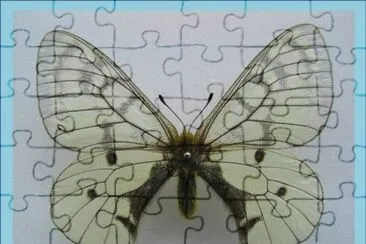 Parnassius Felderi jigsaw puzzle