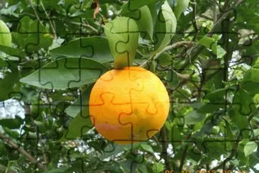 LimÃ³n jigsaw puzzle