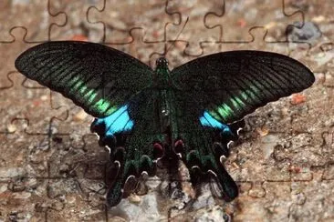 Mariposa Negra jigsaw puzzle