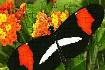 Mariposa NiÃ±a de Sierra Nevada jigsaw puzzle