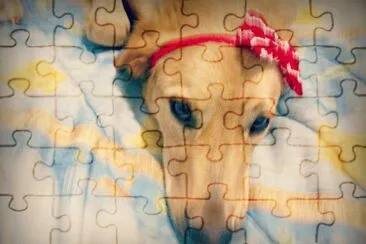 golden totta 2 jigsaw puzzle