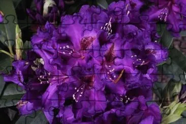 Purple Rhododendron jigsaw puzzle