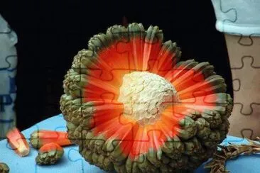 Hawaiian fruit jigsaw puzzle