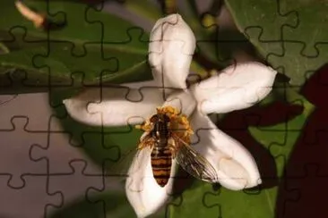 Mosca con livrea di ape jigsaw puzzle