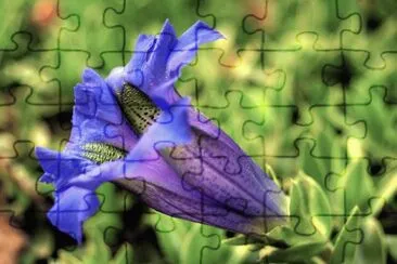Gentian