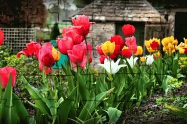 tulips jigsaw puzzle