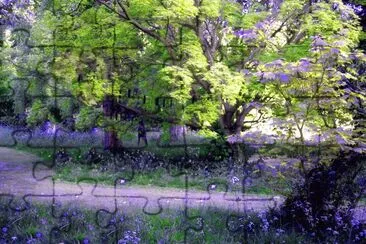 Bluebell wood
