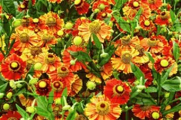 flores