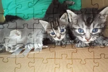 פאזל של chatons