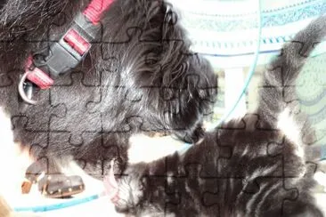 lilou veut un ti chaton