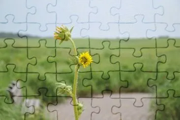 dog days of summer jigsaw puzzle