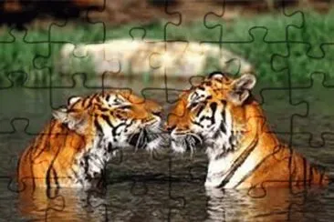Tigres