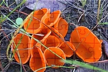Aleuria Aurantia jigsaw puzzle