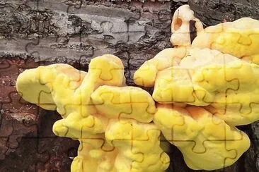 Laetiporus Sulphureus jigsaw puzzle